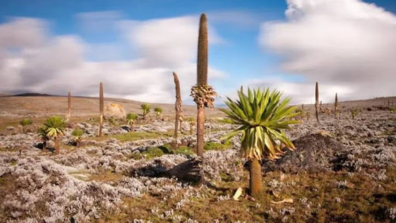 Bale Mountains National Park