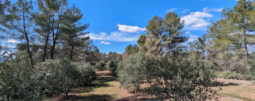 Poblat prehistòric del Puig Roig del Roget