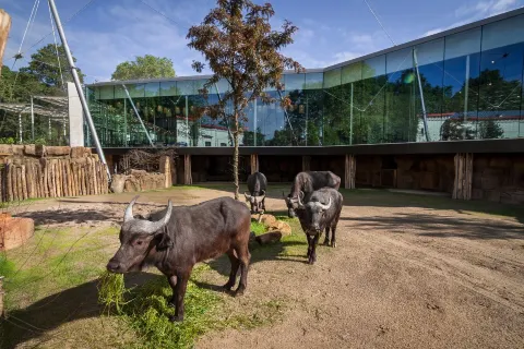 Zoo di Anversa