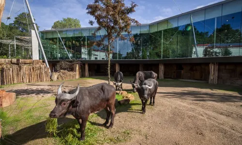 Zoo di Anversa