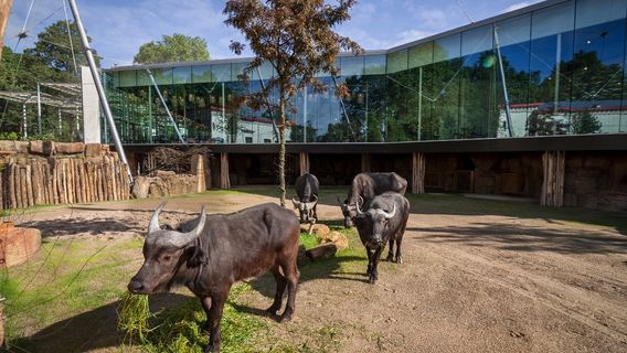 Зоопарк Антверпена