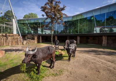 Antwerp Zoo