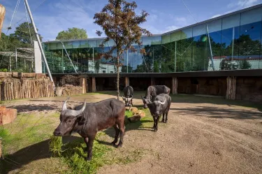 Antwerp Zoo