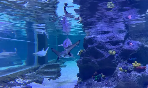 Emaar Akvaryum