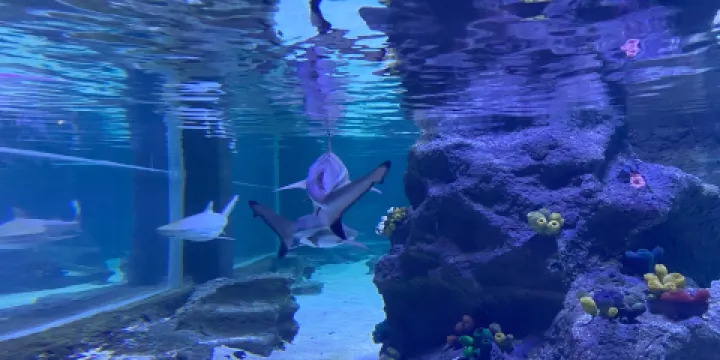 伊斯坦堡水族館和水下動物園