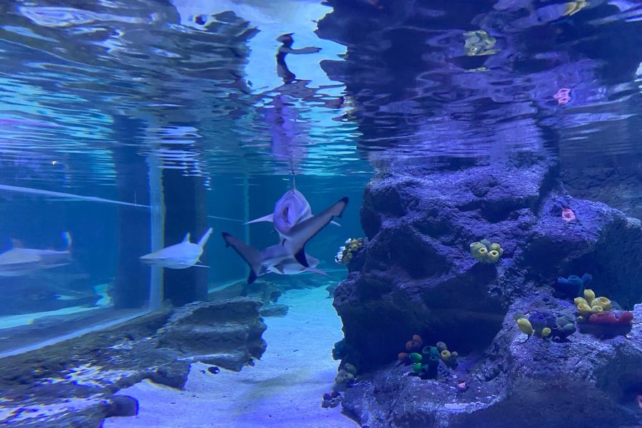 伊斯坦堡水族館和水下動物園