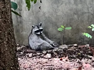 ZOOMAT