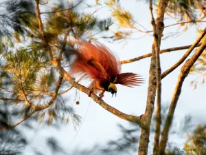 Varirata National Park