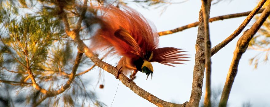 เซ็นทรัล