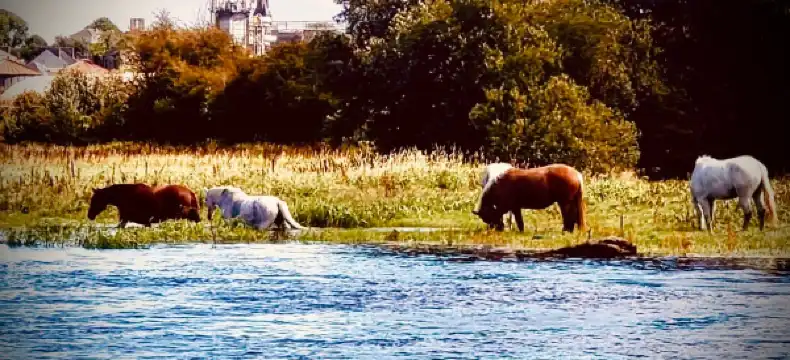 Hotels near Athlone Castle