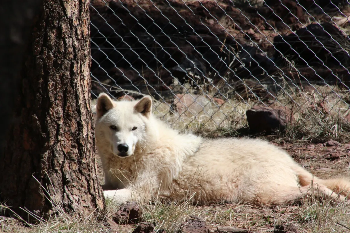 4_Bearizona Wildlife Park