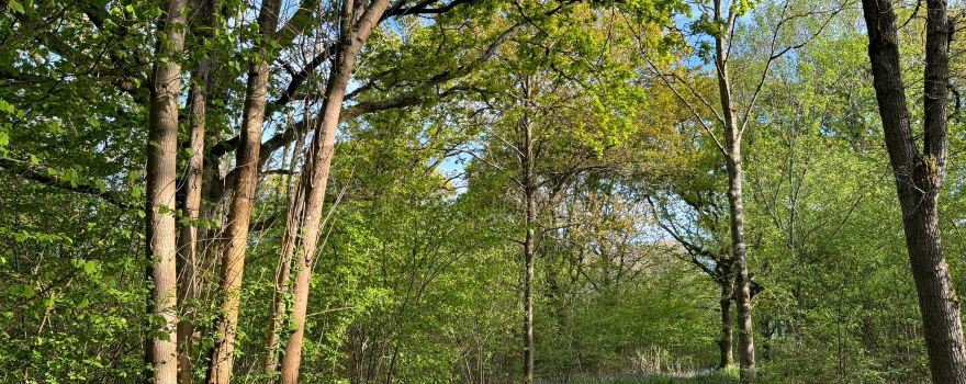 Tiddesley Wood (nature reserve car park)