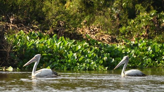 Prek Toal Bird Sanctuary