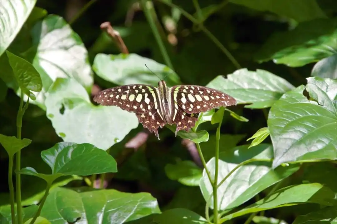 Hotels near Chintamani Kar Bird Sanctuary