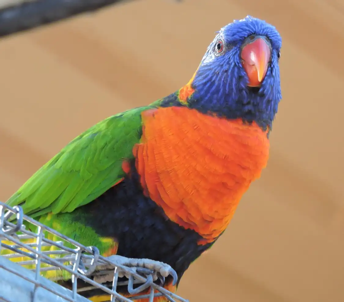 Hotels near Bunbury Wildlife Park