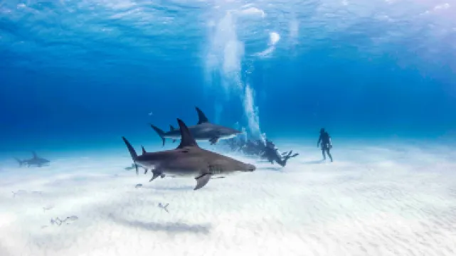 Neal Watson's Bimini Scuba Center