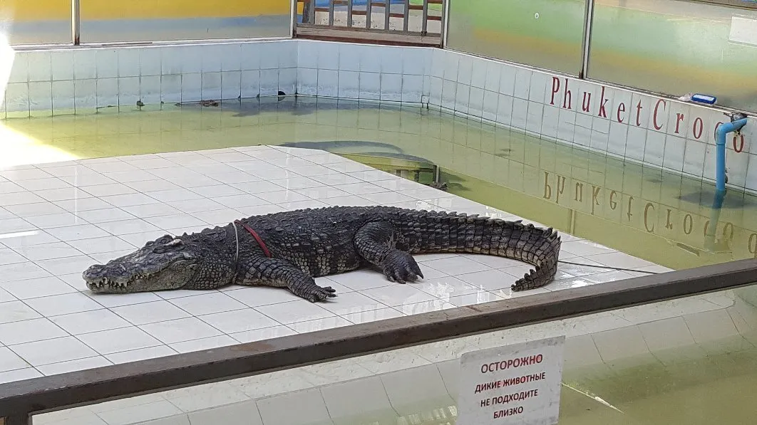 5_Phuket Crocodile World