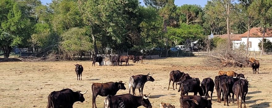 Ganaderia de Buros
