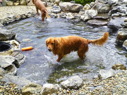 Twin Lakes Dog Park