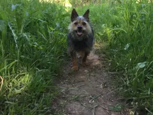 Outagamie County Dog Park