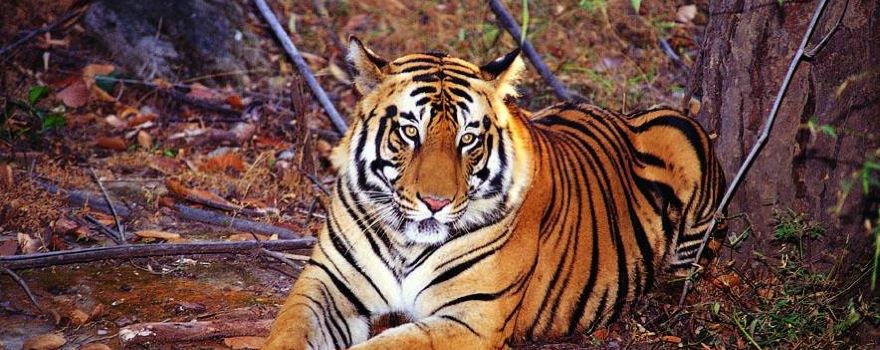 Shukla Phanta National Park
