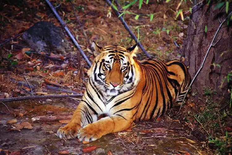 Hotels near Shukla Phanta National Park