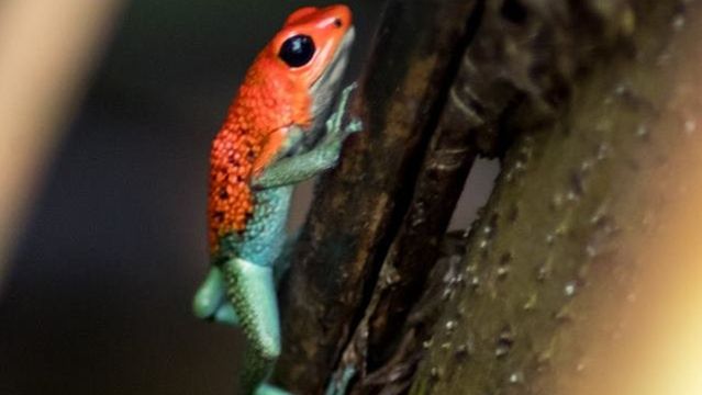 Agroforestal La Tarde