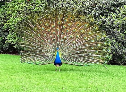 Giardini Botanici dell'Isola Madre
