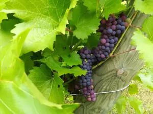 Dragon Willow Winery, LLC