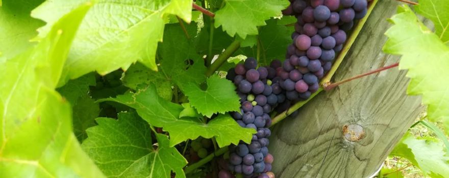 Dragon Willow Winery, LLC