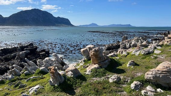 Betty's Bay Main Beach🪶