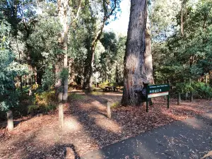 Rollasons Falls Track
