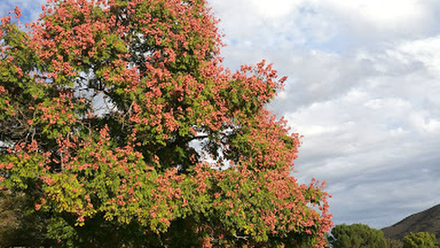 Berniece Bennett Park
