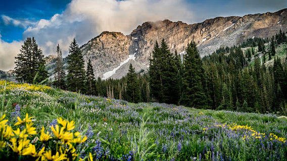 Albion Basin