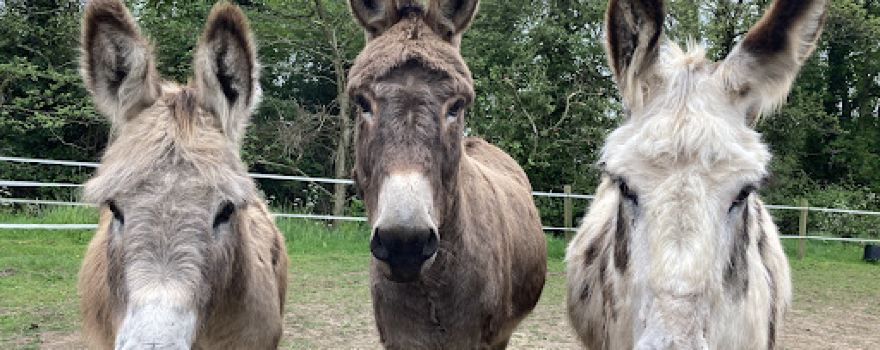 Sidbury Trek Donkeys