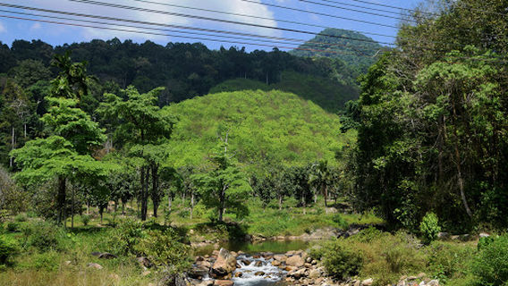 Ton Pariwat Wildlife Conservation Area