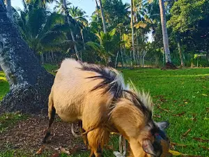 Niranur Agro Farm @ Niranur Upside Down 3R House