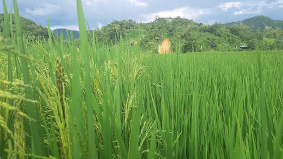 Nhà văn hoá Tổng Nẻng