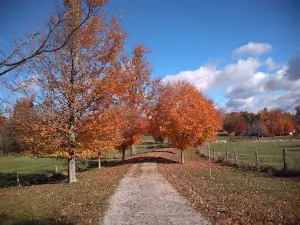 The Mile-Around Woods