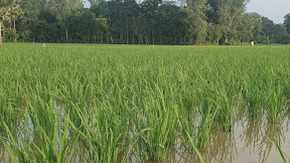 Adamdighi