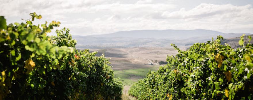Glaetzer-Dixon Family Winemakers