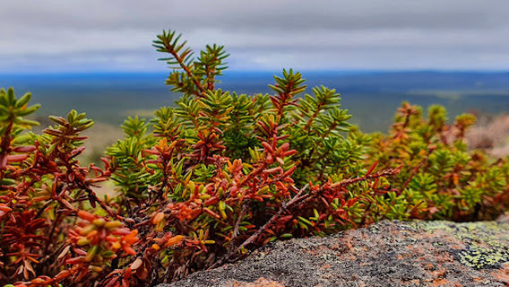 Pyhä-Nattanen huippu