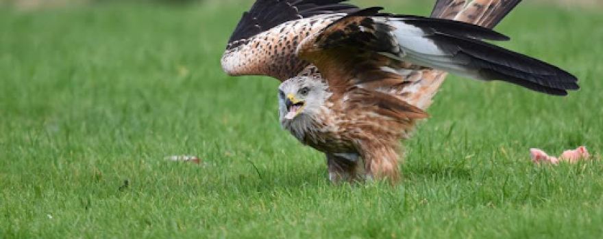 Red Kite Feeding Station Llanddeusant (closed January until 3rd February )