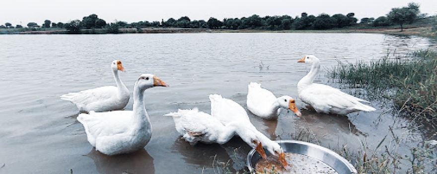 Neel Aqua Farm
