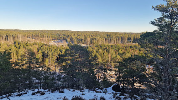 Rolvsoy