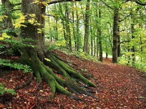 Ströms Slottspark