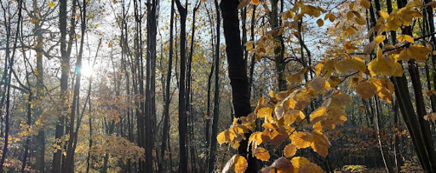 Bisham Woods