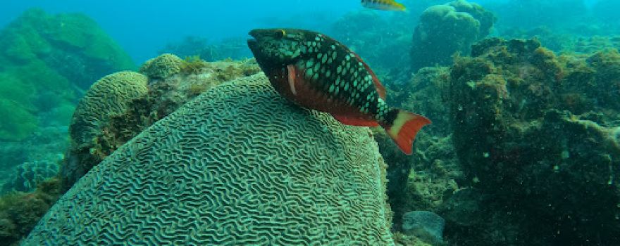 Buceo en capurgana shark dive center