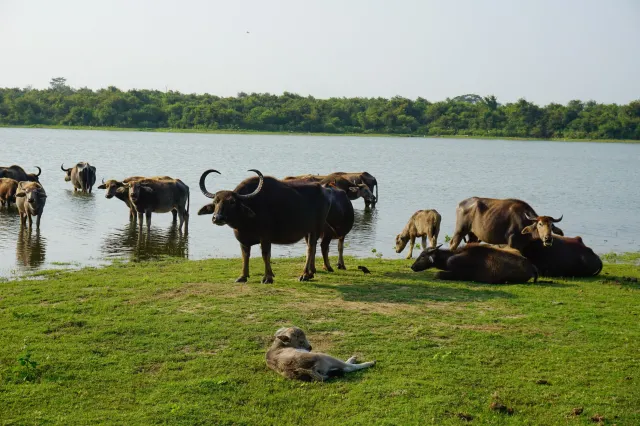 Национальный парк Удавалаве