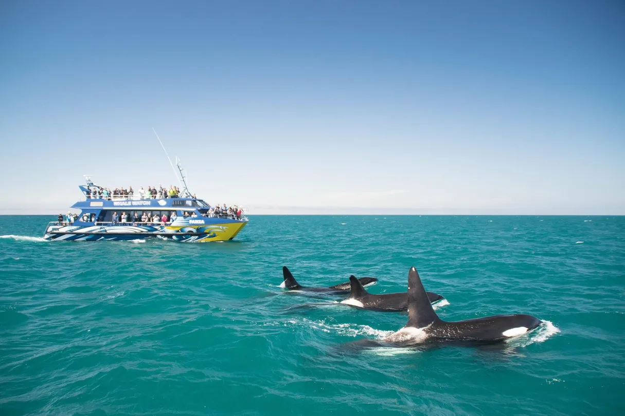 3_Whale Watch Kaikoura